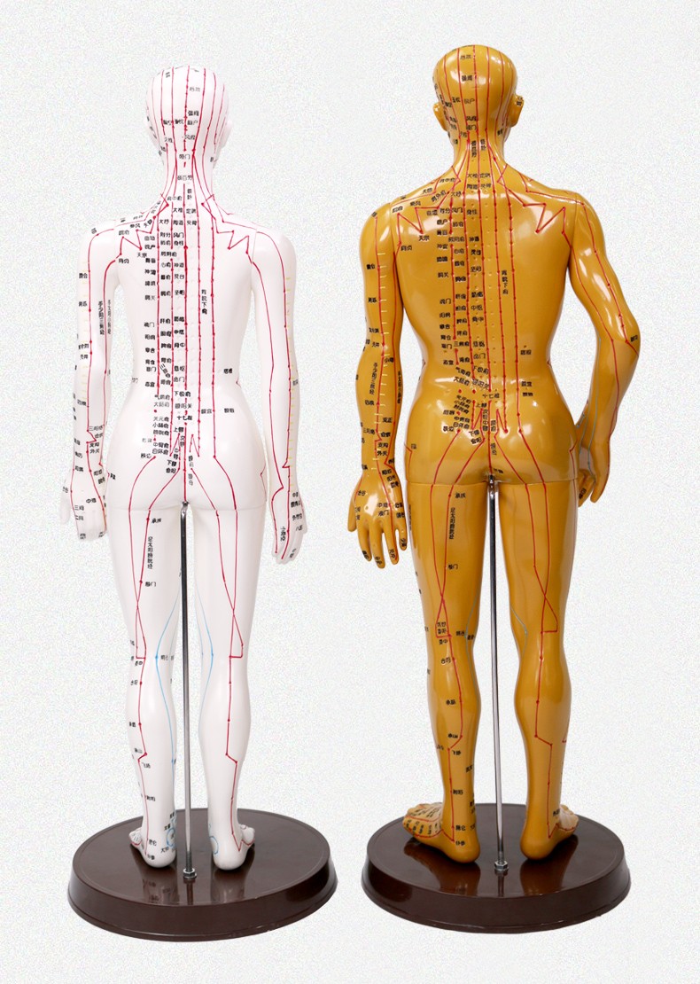 gyy 国医研 针灸人体穴位模型中医经络 男模女模 刻字款 针灸穴位模型