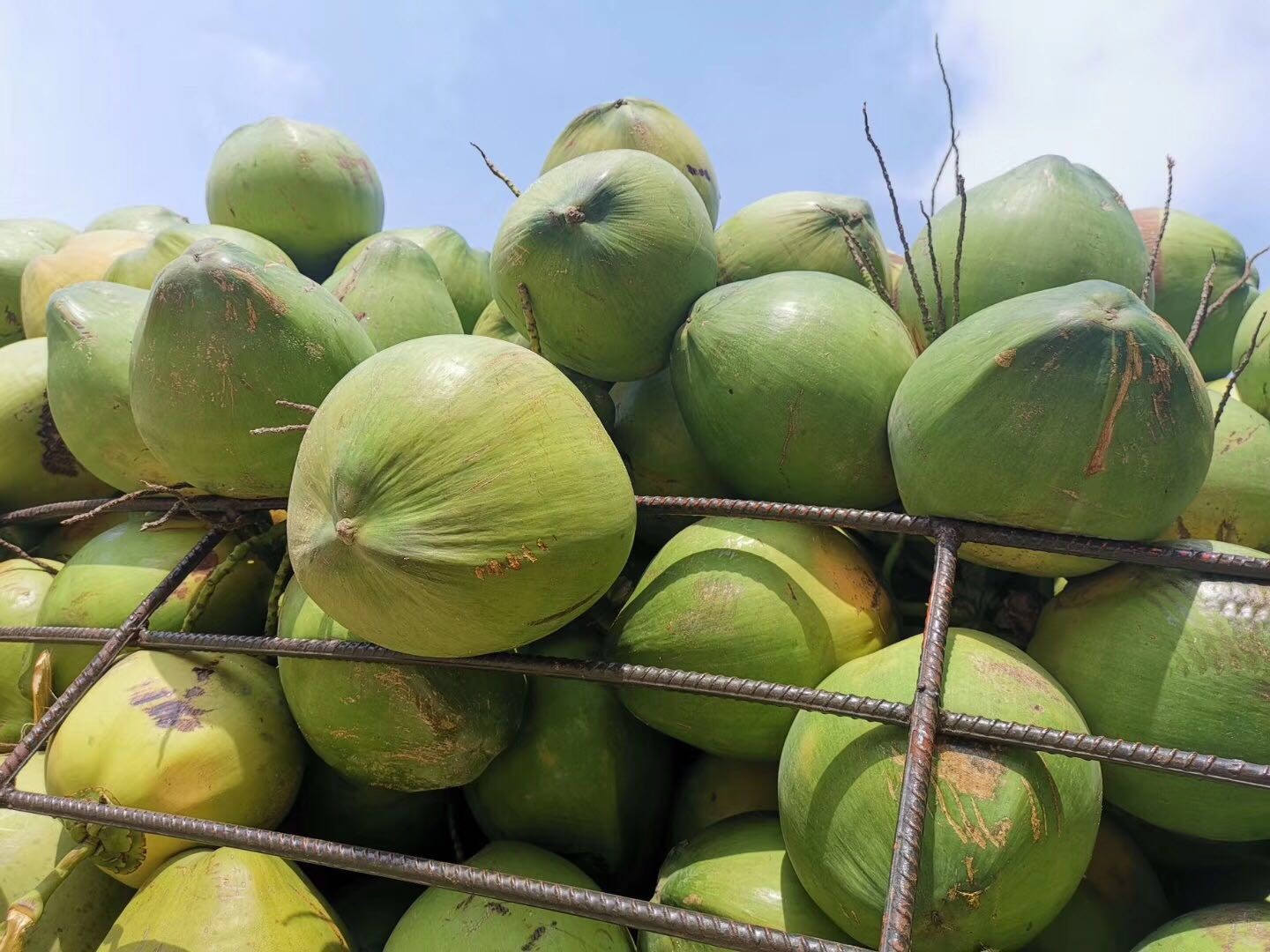 10个装大果 新鲜水果孕妇椰子 带开椰器和吸管 新鲜带青皮椰子10个装