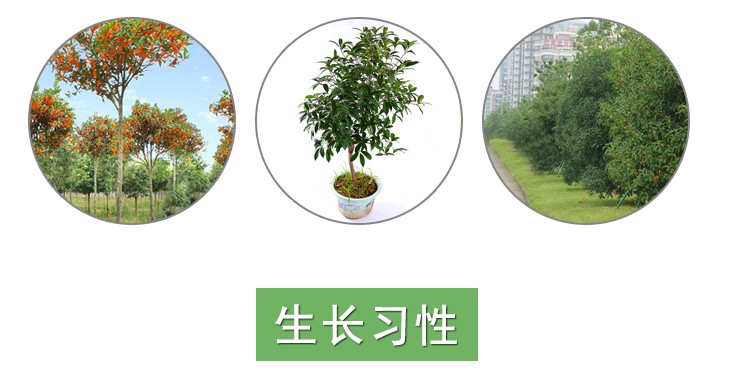 什么地方有卖桂花苗的
