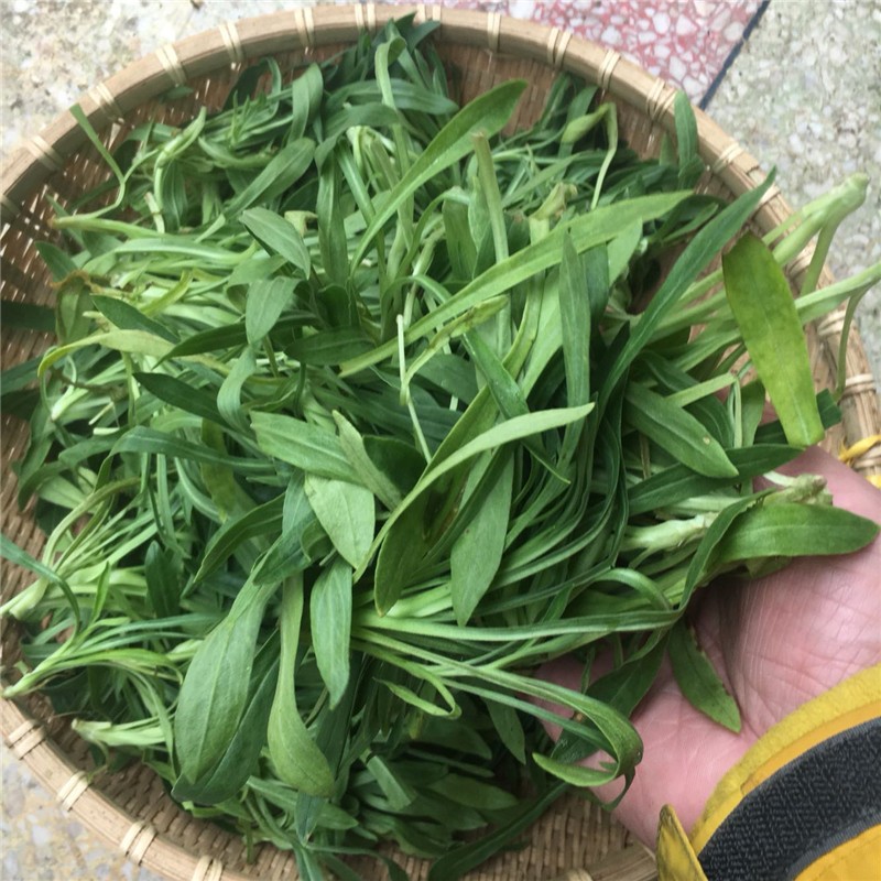 轻恋面条菜 新鲜野菜 柳叶菜 3斤 面条棵 农家野生现挖蔬菜 son【图片