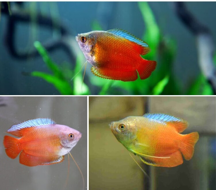 小型热带鱼混养活体活物亲嘴鱼曼龙鱼金元宝虎皮宝蓝凤凰珍珠马甲