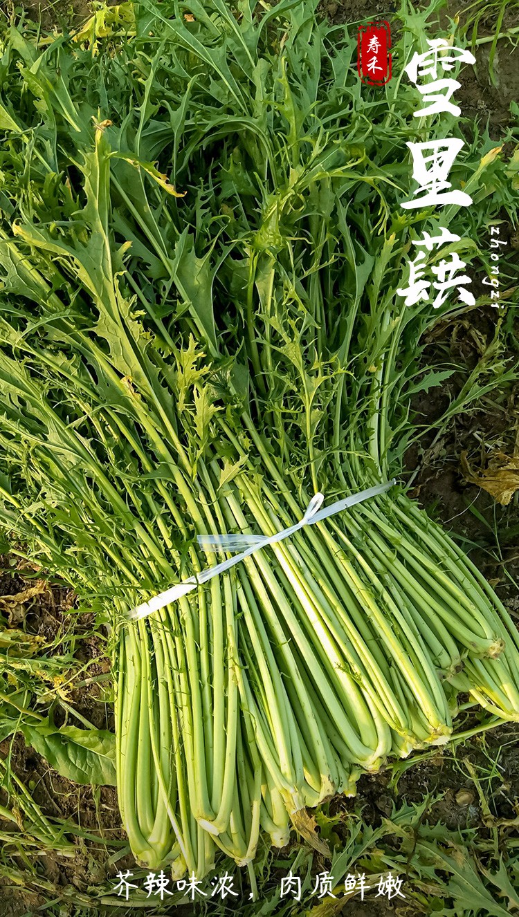 种子雪菜介菜耐寒蔬菜春季种孑家庭秋冬季播种菜籽种籽 雪里蕻种子