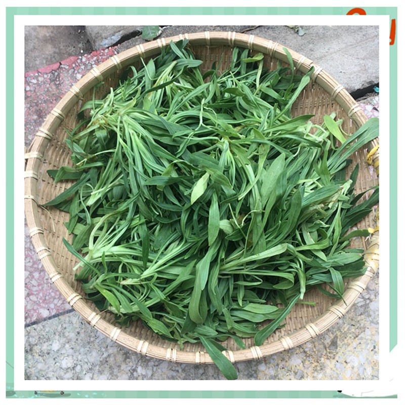 轻恋面条菜 新鲜野菜 柳叶菜 3斤 面条棵 农家野生现挖蔬菜 son【图片