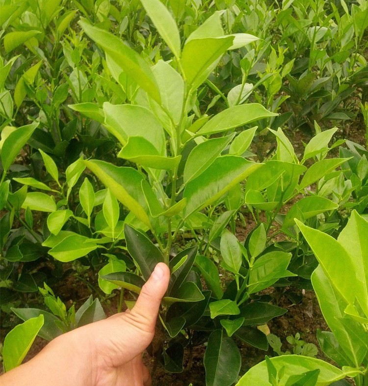 橙子树苗嫁接橙子苗脐橙当年结果南北方地栽盆栽果树苗庭院种植红肉黄