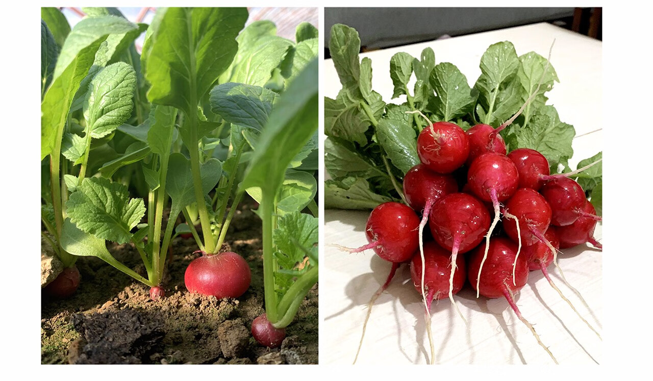 中科茂华 蔬菜种子 红珍珠樱桃萝卜种子 三系杂交 小红丁红樱桃萝卜