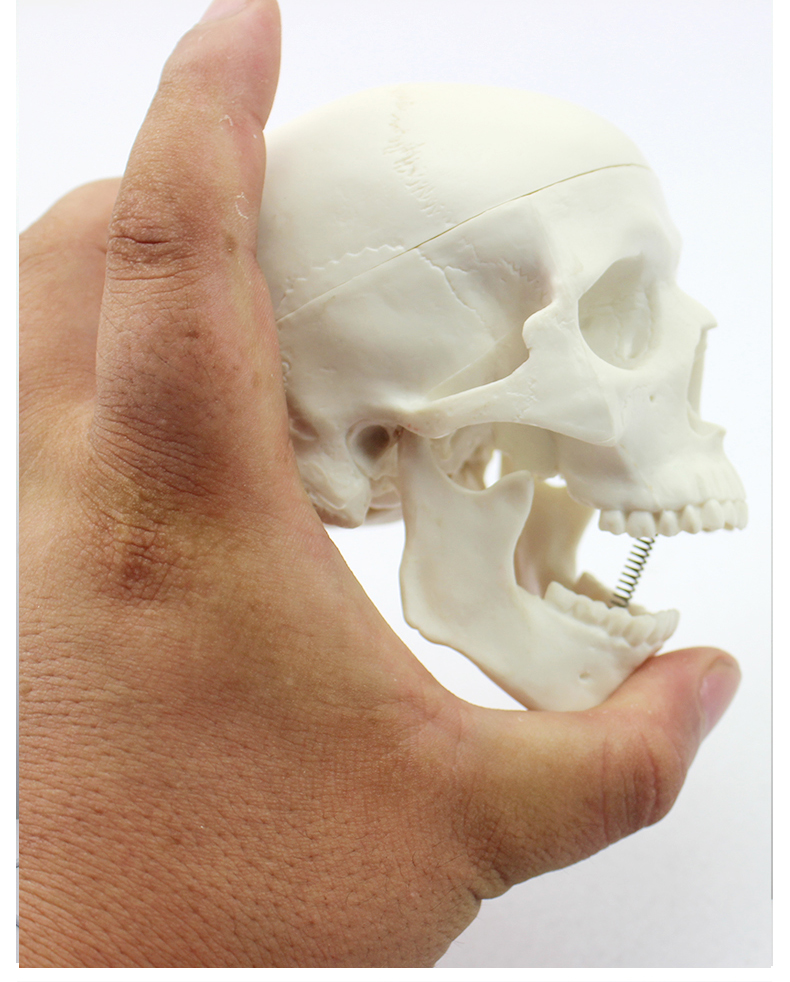 美容微整头迷你骨骼婴儿胎儿颅骨咀嚼肌肉神经动静脉咬肌颞肌三叉神经