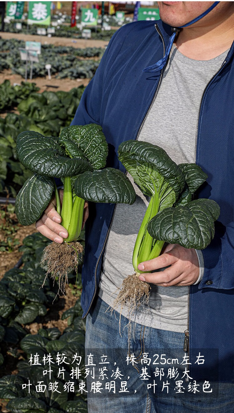 随州泡泡青冬天种植的蔬菜春季杭州油冬儿春季青菜种籽家庭大田种植