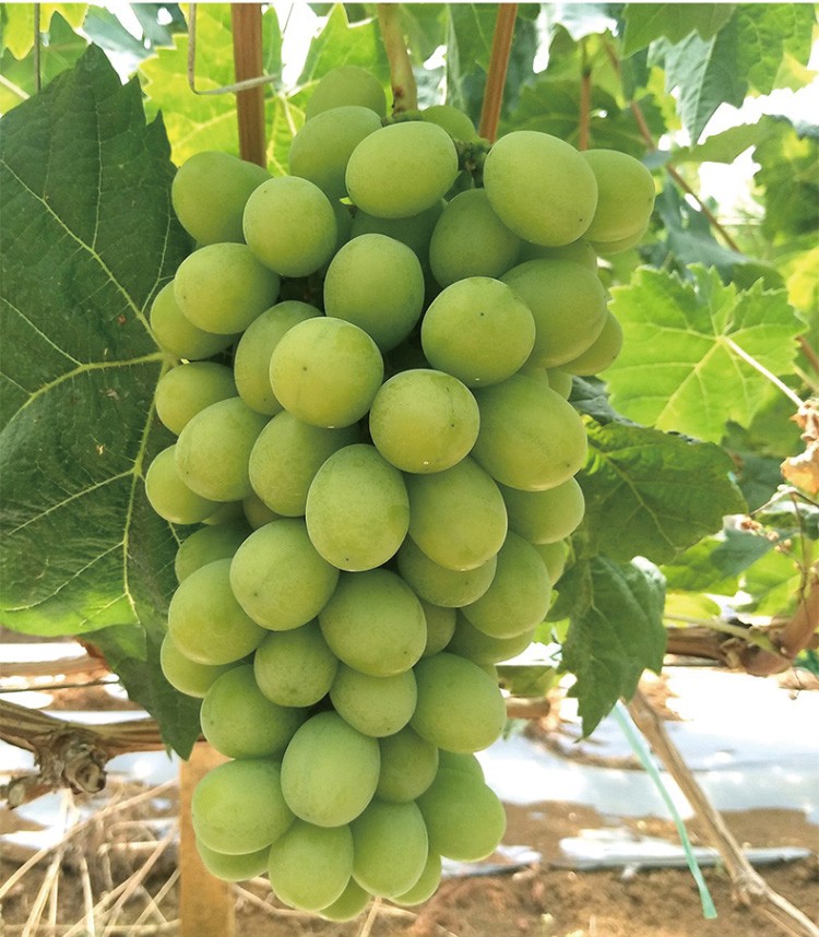 【顺丰空运】日本引进品种晴王葡萄新鲜水果无籽香印阳光玫瑰青提