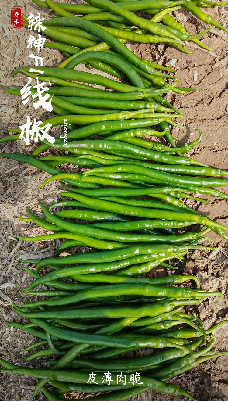 寿禾线椒种子杭椒辣椒苗超辣二荆条早熟辡椒家庭蔬莱种植春秋季播种疏