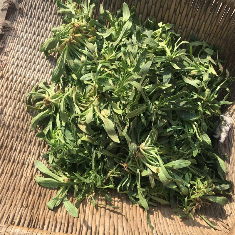 轻恋面条菜 新鲜野菜 柳叶菜 3斤 面条棵 农家野生现挖蔬菜 son【图片