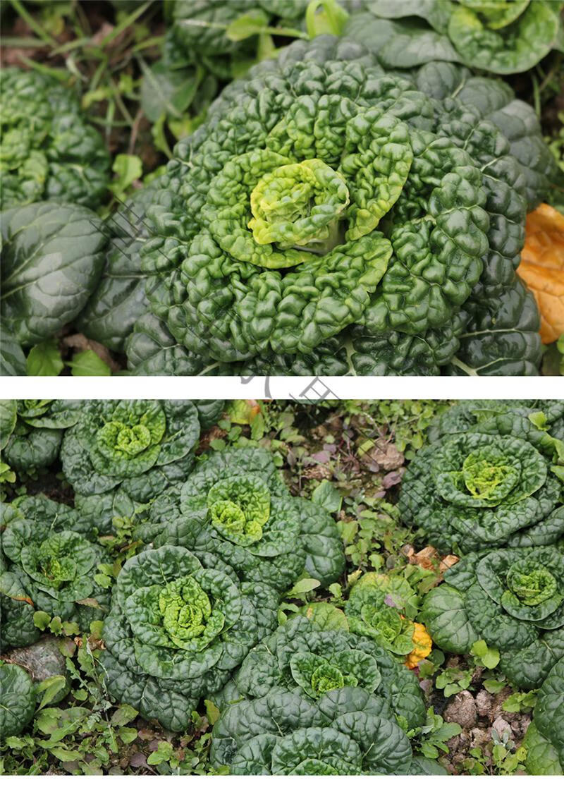 黄心菜新鲜黄心乌乌塌菜 小白菜油菜青菜卷心乌奶白菜时令蔬菜 10斤