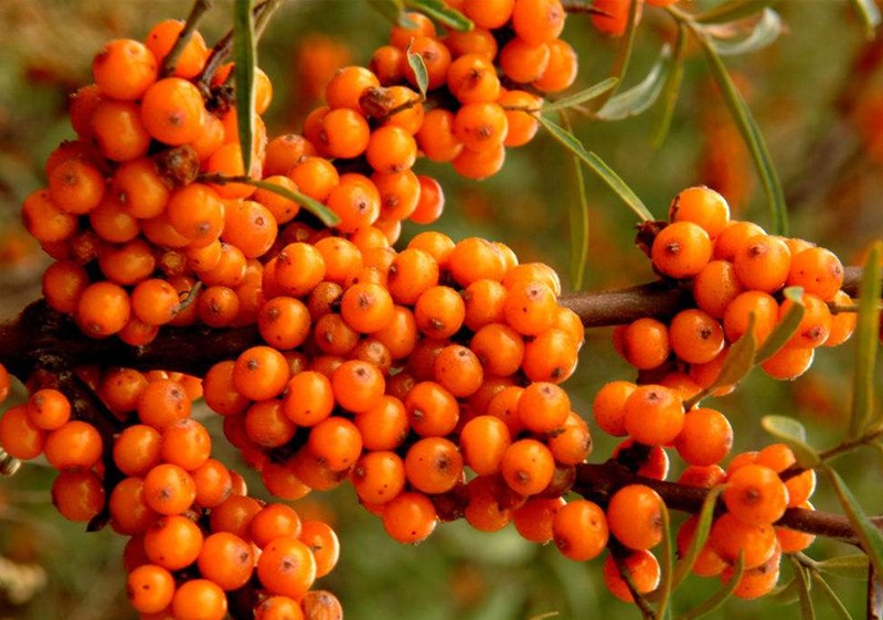 橙伯乐沙棘原浆沙棘原汁饮料山西特产新鲜沙棘冷榨230ml 230ml【图片