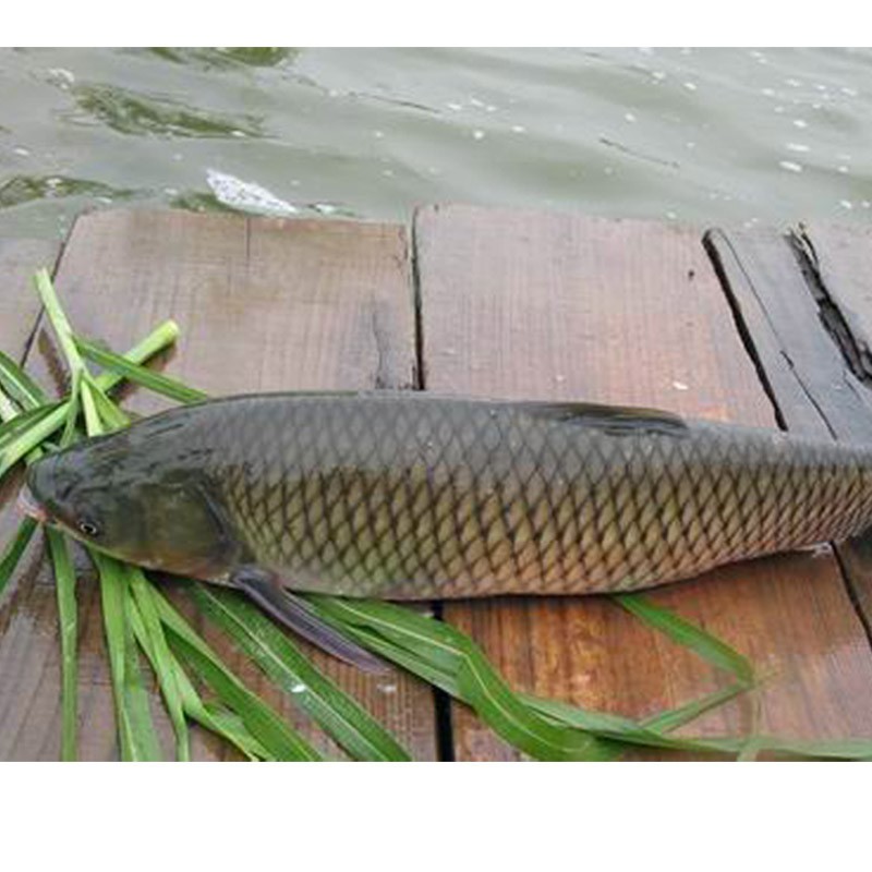 jd物流小憨哇中山脆鲩鱼脆肉皖鱼草鱼整条新鲜脆肉鲩分割鱼腩鱼片鱼骨