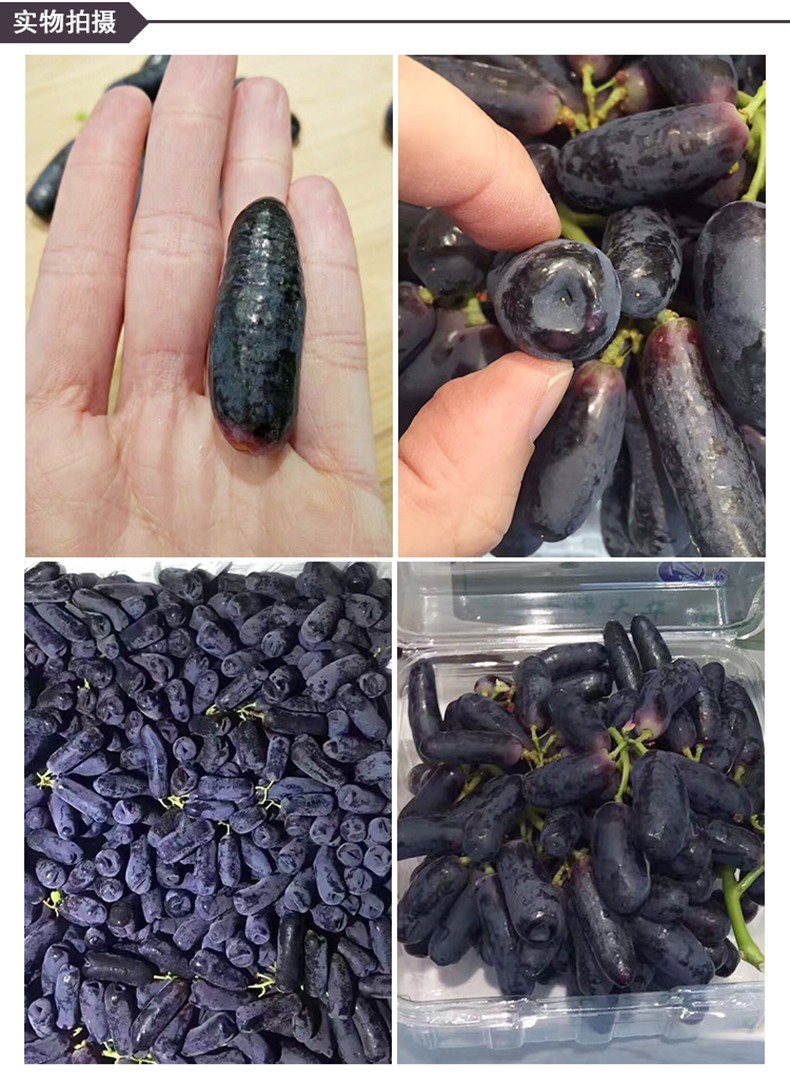 顺丰空运金手指黑提2斤美人指葡萄黑手指拇指无籽提子新鲜水果