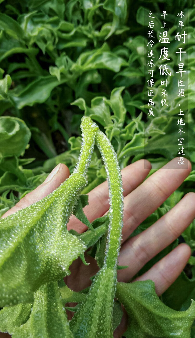 寿禾冰菜种子秋季冰草蔬菜水冰晶菜家庭种植蔬莱菜子春夏冬播种疏种籽