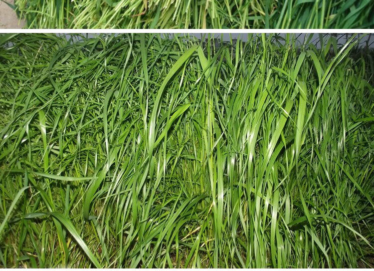 耐寒牧草种子黑麦草喂养牛羊草鱼吃的畜牧饲料草籽鱼草子黑牧草子