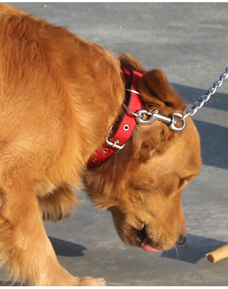 憨憨宠 狗链狗绳狗狗牵引狗绳子金毛哈士奇狗链子中大型犬遛狗绳防咬