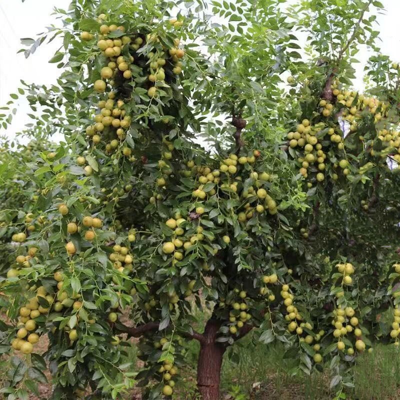 水月静花枣树树苗果树苗苗木果苗地栽南方北方种植枣子树苗嫁接枣树苗