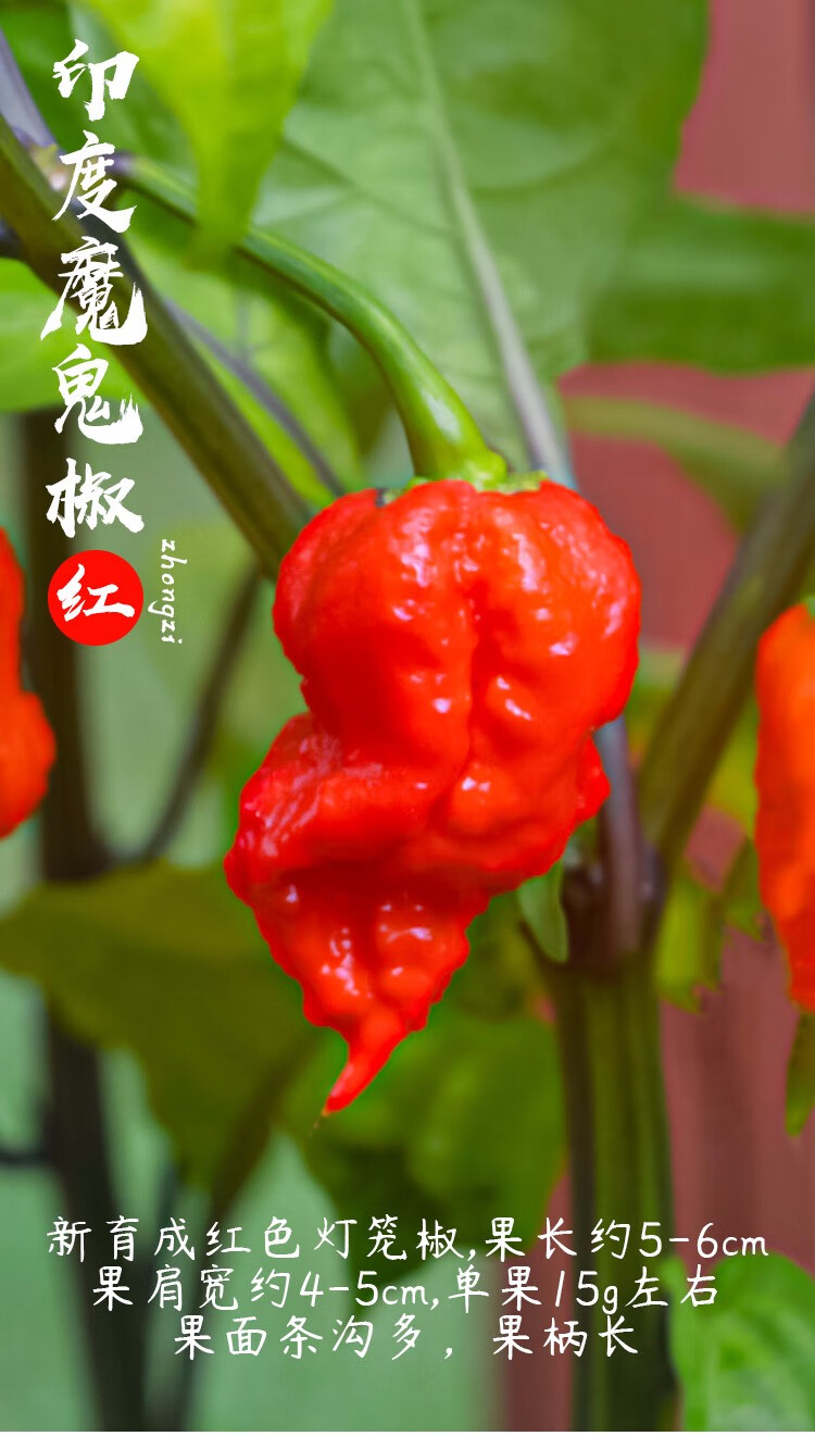 红魔鬼辣椒苗 6棵【图片 价格 品牌 报价】-京东