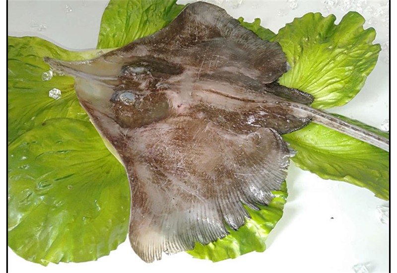 魔鬼鱼 海鲜老板鱼 孔鳐鱼 鲽鱼 偏口鱼劳子鱼劳板鱼老头鱼 2.