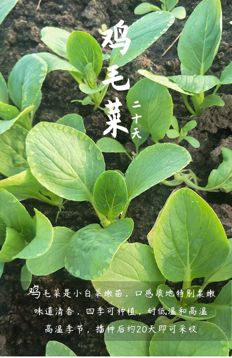 寿禾快菜种子青菜菜子高产青梗菜长叶菜小白菜家庭种植耐热靓绿奶油