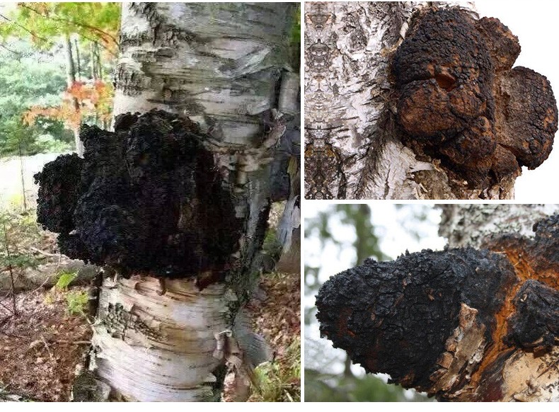 买3送i神芝王朝桦树茸黑金颗粒250g华树白桦茸桦褐孔菌精块