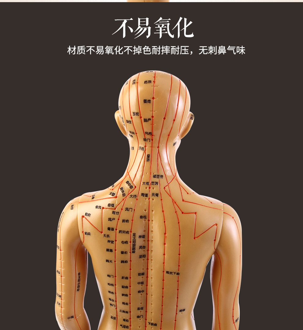 子彧人体模型中医经络图针灸穴位人体模型男模女模教学铜人48cm白色