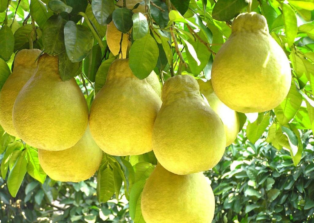 广西特产容县沙田柚纯甜沙田柚白心柚子新鲜水果乾隆柚蜜柚12斤