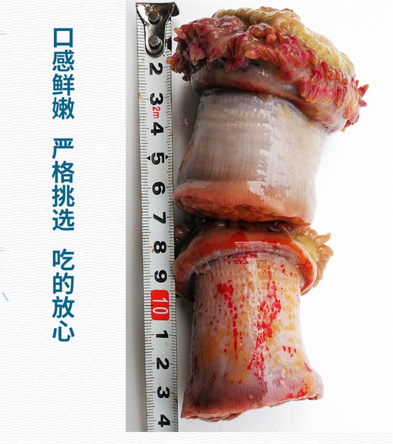 春光岛 海葵 新鲜海腚根 海触子 生鲜沙蒜 1.