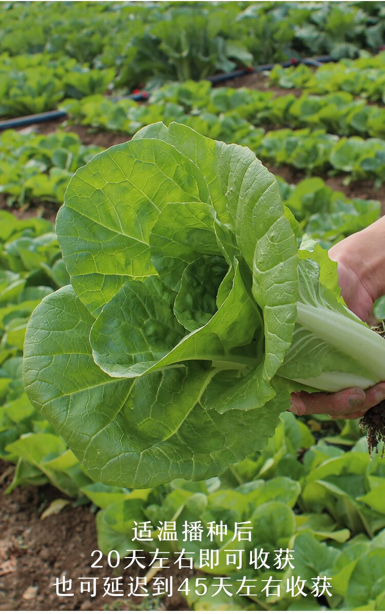 寿禾 小白菜种子四季青梗蔬菜秋夏季播种疏蔬莱种子耐热四季速生快菜