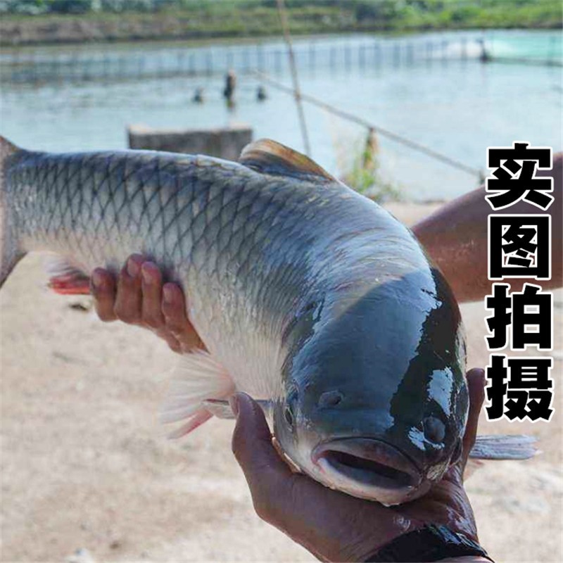 轻恋中山脆鲩鱼 脆肉皖鱼 草鱼 整条新鲜脆肉鲩 分割 鱼腩 鱼片 鱼骨