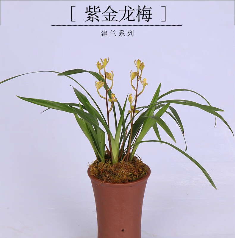 高宅兰花建兰紫金龙梅兰花苗四季兰办公室花卉盆栽植物室内盆好养易活