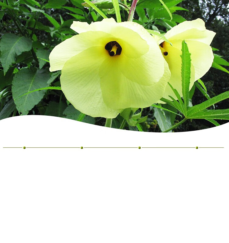 水杯1个山锦葵黄秋葵花茶山锦菊金花葵秋蓉葵秋容葵山锦葵50g泡水泡茶