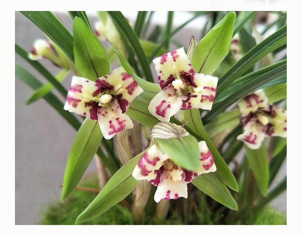 刘阁兰花苗春兰经典老种三星蝶带叶蝶奇花大元宝冬带花苞出售高档花卉