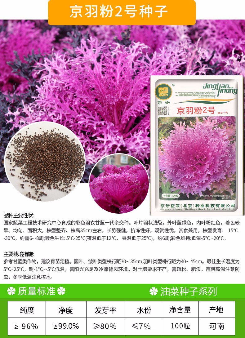 凤鸣雅世 羽衣甘蓝种子菜籽观赏食用特菜蔬菜种子叶牡丹花园春秋季