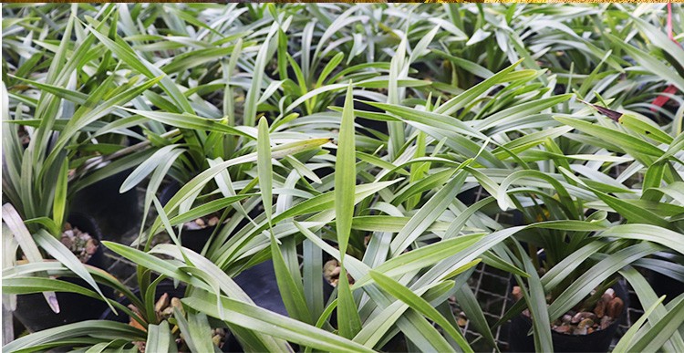 韵之岚兰花苗 蕙兰解佩梅 细叶原生老种梅瓣室内室外绿植兰草花卉盆栽