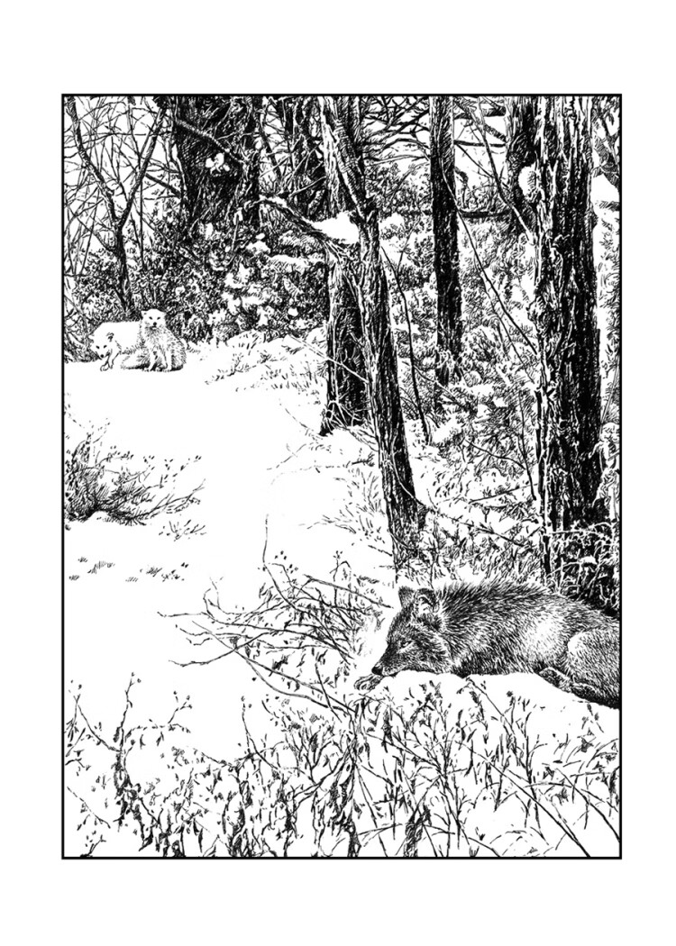 沈石溪动物小说感悟生命书系(修订版) 红豺 沈石溪 9787115501974