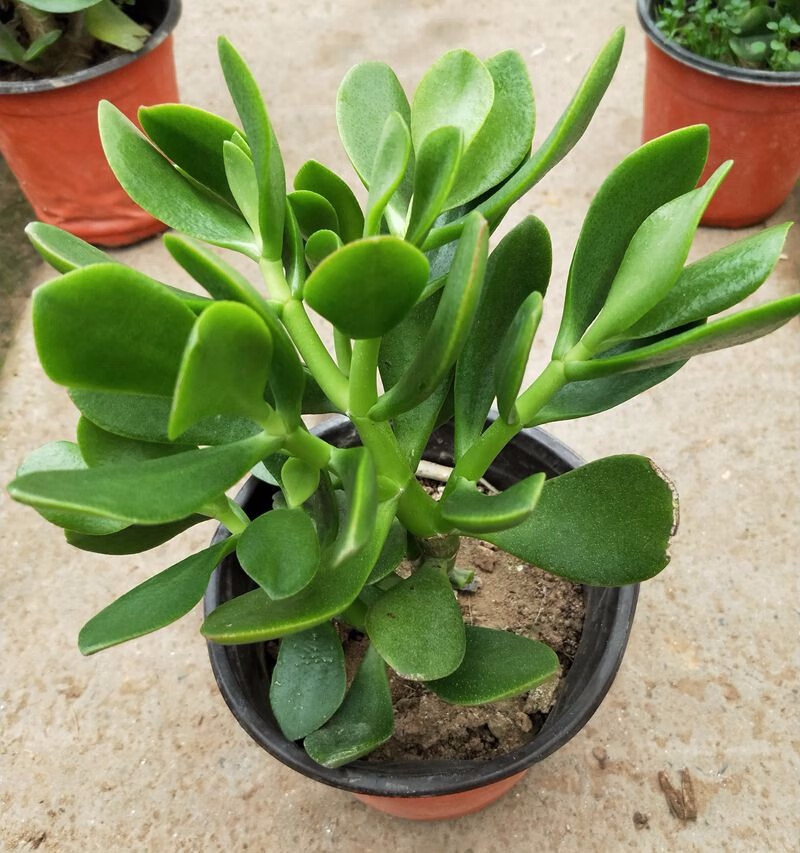 盆栽花卉 玉树 又名燕子掌 金枝玉叶 大玉树 花木老桩盆栽f3 20厘米高