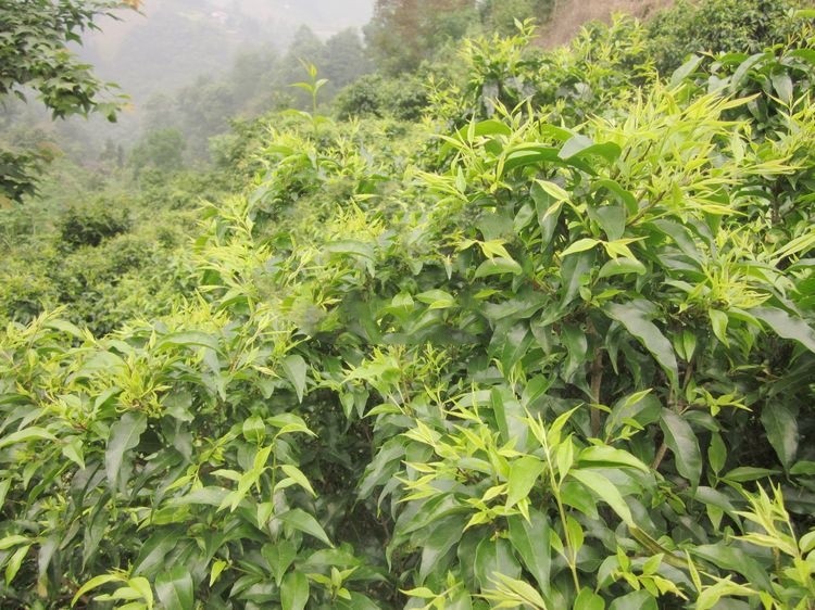 贵州遵义特产毛冬青茶苦丁茶小叶苦丁新茶凉茶500g