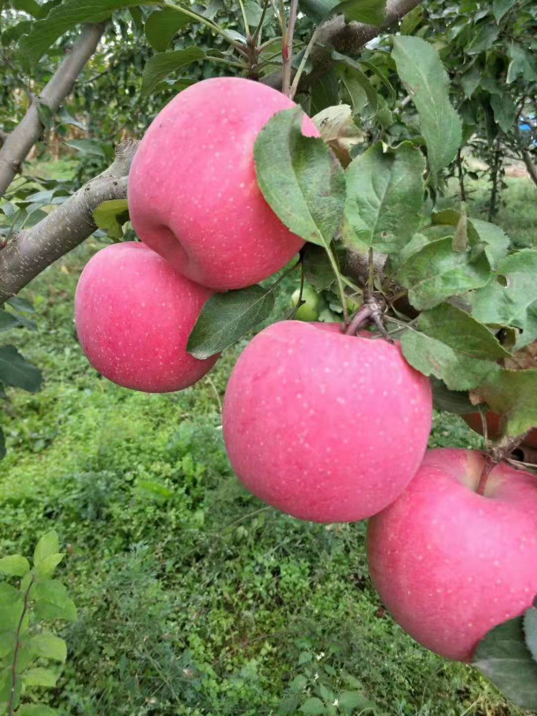 甘肃天水红富士苹果红苹果脆甜新鲜水果红富士水果脆甜可口多汁 大果