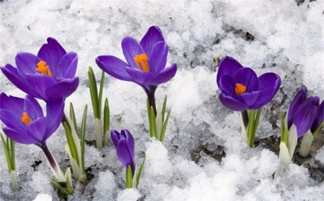 蝶沾花 秋冬季多年生耐寒花种子藏红花四季种易活花卉种子番红花室外