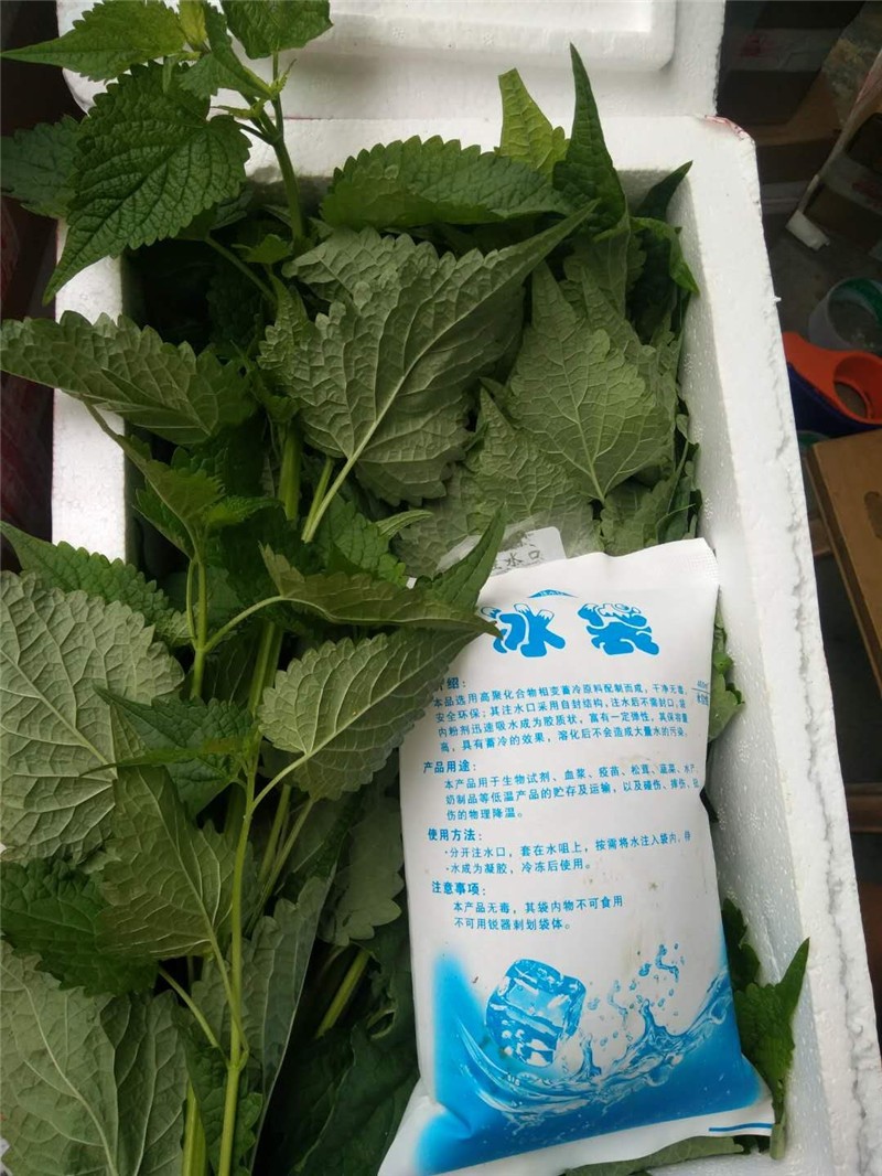 轻恋 新鲜藿香叶 鱼香叶 农家鱼香草 藿香苗草 五香叶 应季蔬菜 500g