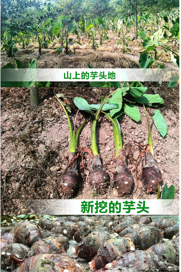 正宗荔浦芋头香芋鲜芋仙新鲜蔬菜京东生鲜拼购 中果5斤装