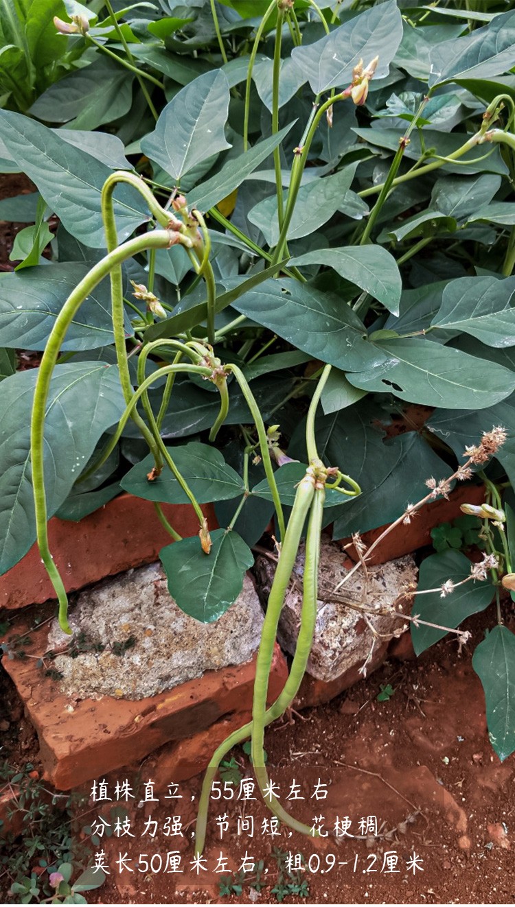 搭架四季豆春季地豆家庭阳台庭院蔬菜疏菜种孑种籽菜籽无架豆幼苗5棵