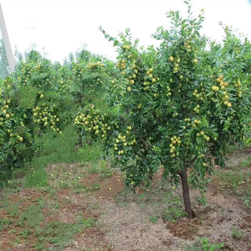 水月静花枣树树苗果树苗苗木果苗地栽南方北方种植枣子树苗嫁接枣树苗
