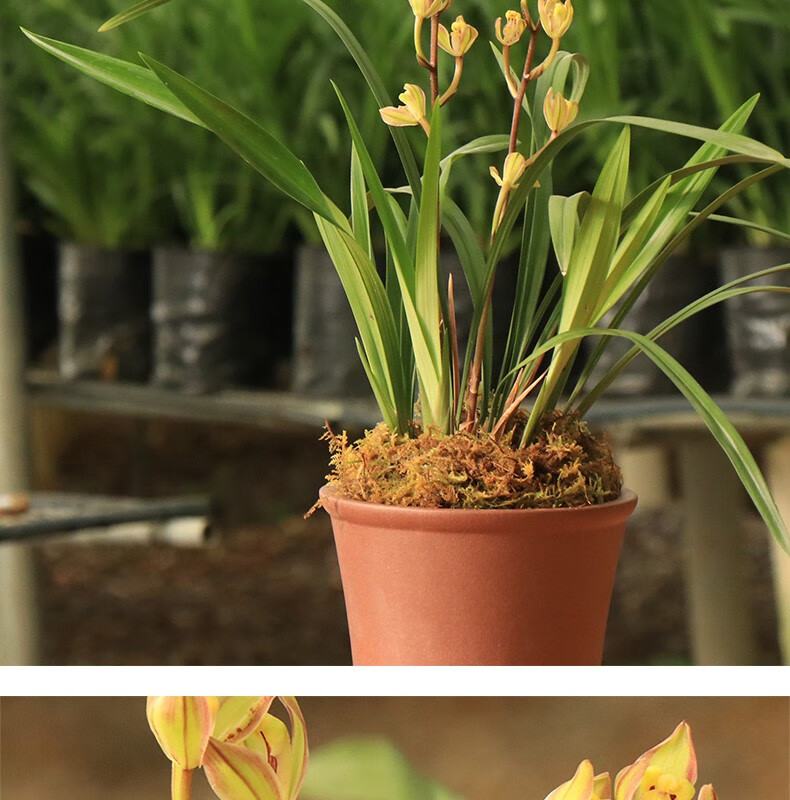 高宅兰花建兰紫金龙梅兰花苗四季兰办公室花卉盆栽植物室内盆好养易活