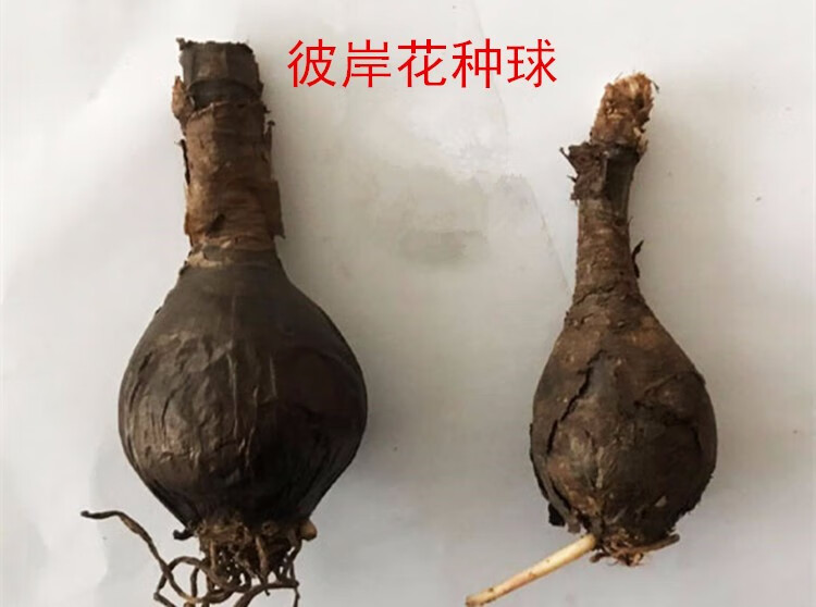彼岸花种球石蒜盆栽花卉地栽曼珠沙华种籽石蒜花种子四季易活开花易