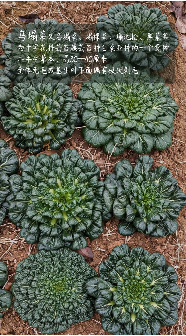 寿禾乌塌菜种子家庭种植春秋季播种耐寒黑叶菊花菜中八叶菜子大白菜蔬