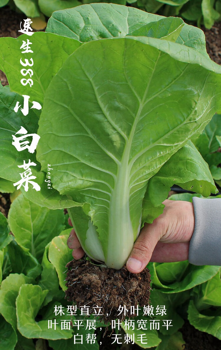 寿禾小白菜种子四季青梗蔬菜秋夏季播种疏蔬莱种子耐热四季速生快菜