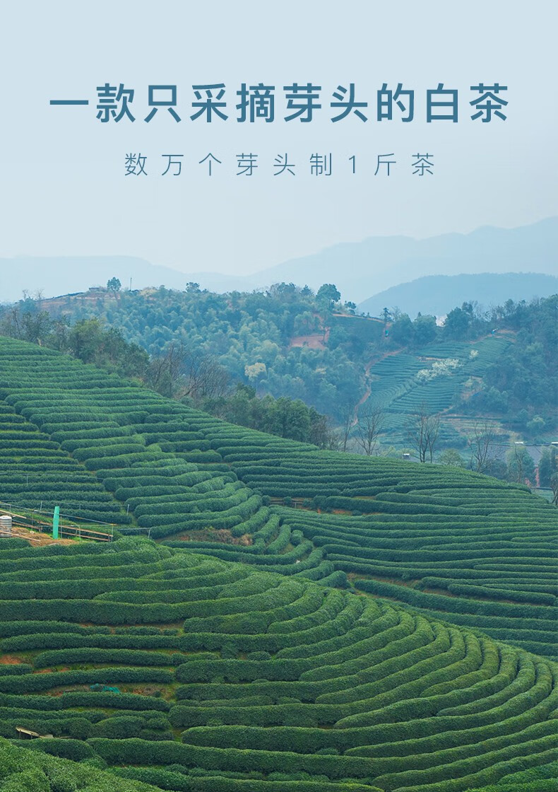 艺福堂茶叶 福鼎白茶 特级白毫银针花香福鼎正宗白茶福建太姥山散茶